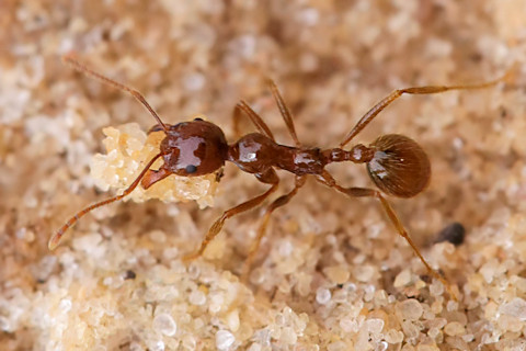 Ant (Aphaenogaster barbigula) (Aphaenogaster barbigula)